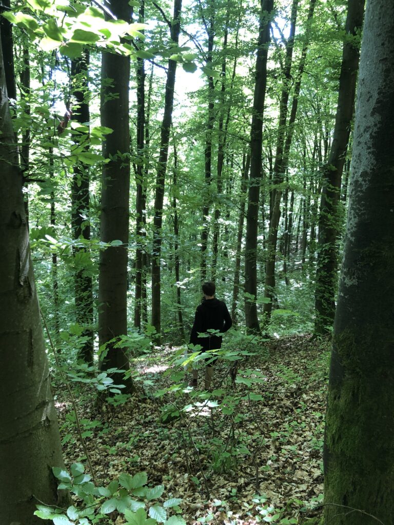im Wald gehen